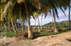 Cook Island Honeymoon