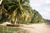 Aitutaki Beachside Palms