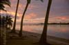 Silhouetted Palms of Aitutaki