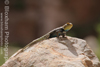 Grand Canyon Lizard