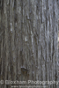 Cedar Tree Bark