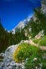 Flowers in the Tetons