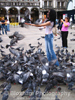 Pigeons of Piazza San Marco
